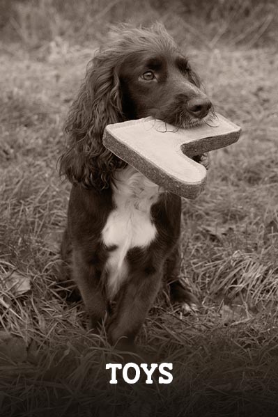 dog collars and leads