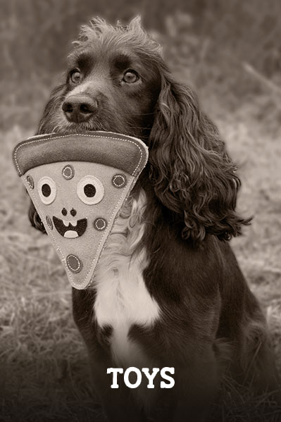 dog collars and leads