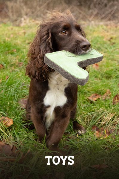 dog collars and leads
