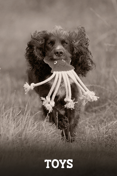 dog collars and leads