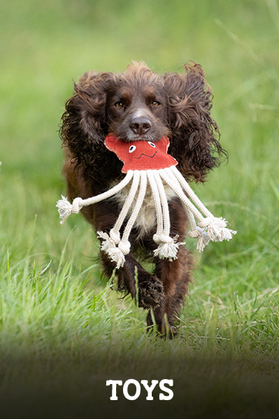 dog collars and leads