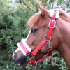 Hy Equestrian Christmas Santa Head Collar