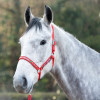 Hy Equestrian Merry Christmas Head Collar & Lead Rope