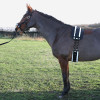 Hy Equestrian Lunge Roller Pad