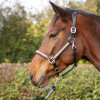 Hy Equestrian Rosciano Rose Gold Head Collar