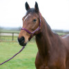 Hy Equestrian Synergy Head Collar