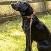 Benji & Flo Superior Rolled Leather Dog Lead