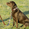 Benji & Flo Sublime Polo Leather Dog Collar