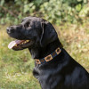 Benji & Flo Sublime Polo Leather Dog Collar