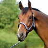 Hy Equestrian Woven Polo Head Collar and Lead Rope