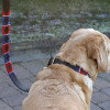 Benji & Flo Sublime Polo Leather Dog Collar