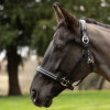 Hy Equestrian Anodize Leather Head Collar