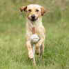 Benji & Flo Tug 'n' Play Dog Toys - Rope with Ball