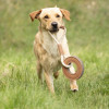 Benji & Flo Tug 'n' Play Dog Toys - Rope with Ring