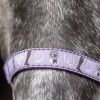 Giddy Up Gymkhana Head Collar & Lead Rope Set by Little Rider