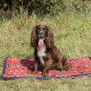 Benji & Flo Thelwell Collection Balancing Act Dog Bed