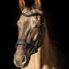 ProPresicce Pelle Drop Leather Bridle by Hy Equestrian