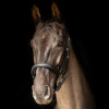 ProPresicce Softy Leather Head Collar by Hy Equestrian