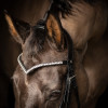 ProPresicce Signature V Diamante Browband by Hy Equestrian
