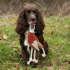 Benji & Flo Country Dog Toys - Philly the Pheasant