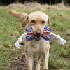 Benji & Flo Tug 'n' Play Dog Toys - Union Jack Bone