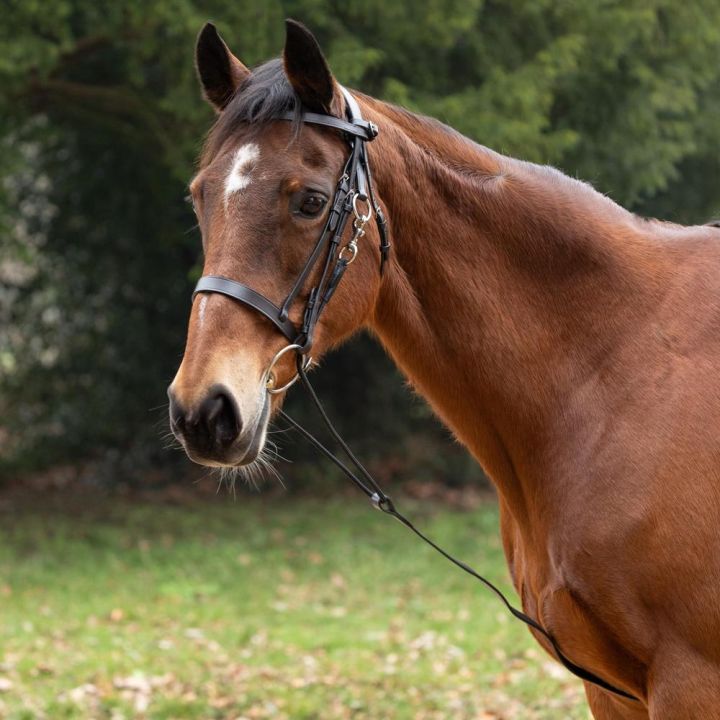 Hy Equestrian Chambon