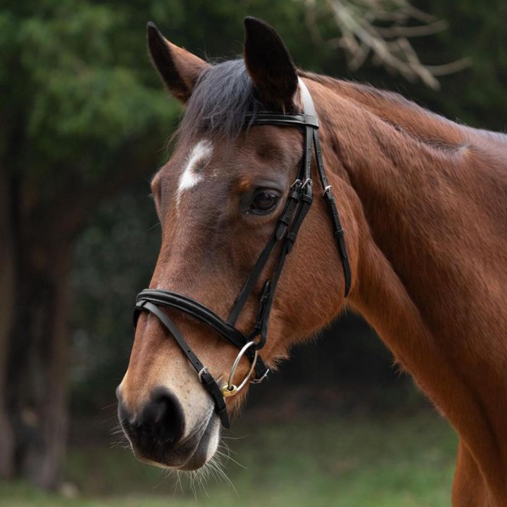 Hy Equestrian Padded Flash Bridle with Rubber Grip Reins 